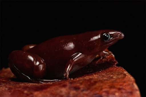In the Amazon, founderground frog with a nose like a tapir