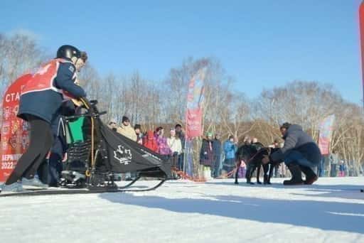 روسيا - بدأ سباق الزلاجات التي تجرها كلاب الأطفال Dyulin في كامتشاتكا