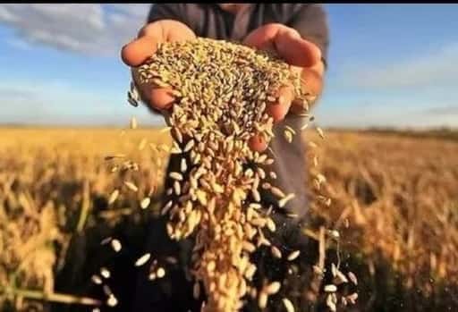 يخشى المزارعون الإسبان انخفاض إمدادات الحبوب من أوكرانيا