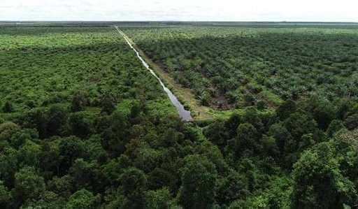 Профессор IPB раскрывает сокращение площади лесов в Индонезии за 20 лет