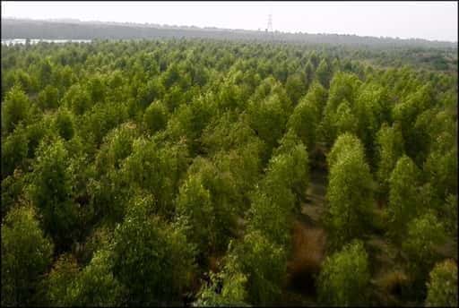 Правителството на Пакистан и Белуджистан ще засади 10 милиона дървета през 2022 г