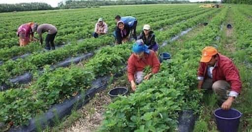ستتم إزالة مزارع الفلاحين غير النشطة في مولدوفا من سجلات الضرائب