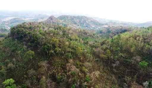 BPOLBF: La foresta di Bowosie di NTT ha un'attrazione turistica