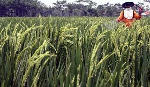 BPS: Risproduktionen kommer att öka med 7,7 % fram till april 2022 KPK undersöker fortfarande anklagelser...