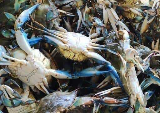 Adana levert wereldwijd blauwe krabben
