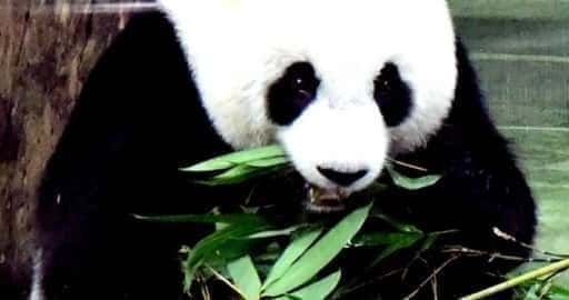 Tučné pandy v Taipei Zoo nasadili špeciálnu diétu na chudnutie a nútené cvičenie