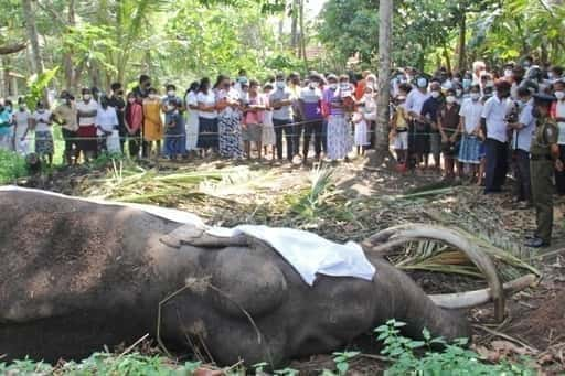 „Nationaler Schatz“: Sri Lankas am meisten verehrter Elefant stirbt im Alter von 68 Jahren