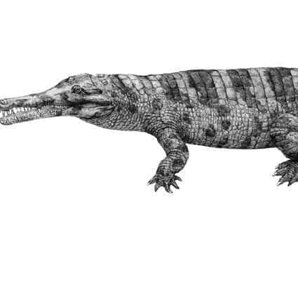 «Унікальний» китайський крокодил епохи бронзи, можливо, був повністю знищений