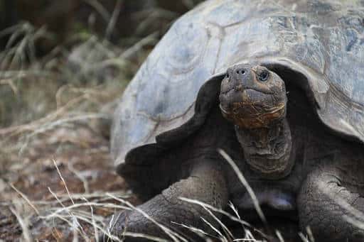 Исследование ДНК показало, что гигантские галапагосские черепахи — новый вид