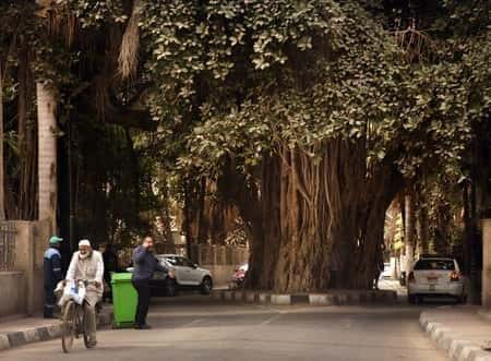 Как CAIRO преобразует, египтяне борются, чтобы спасти свои деревья