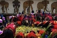 Japonsko - Obrie nádeje na Deň slonov