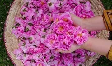 Саудовская Аравия – «Город роз» в Таифе запускает ежегодный фестиваль цветов