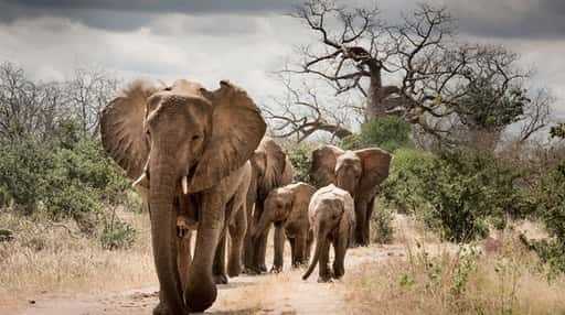 Human-wildlife conflict escaleert in Mbire