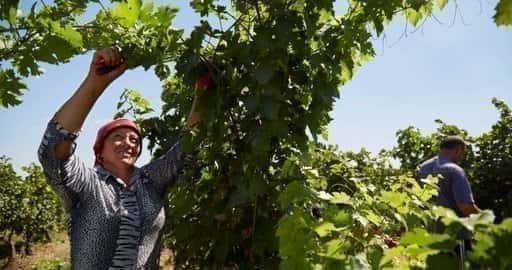 Kanada - Moldaviens prisade vinindustri i kaos när kriget rasar i Ukraina