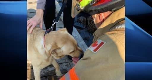 Kanada – Pies uratowany po upadku przez lód w Sifton Bog: Londyn, Ont. straż pożarna