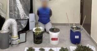 2 заловени да отглеждат, продават марихуана