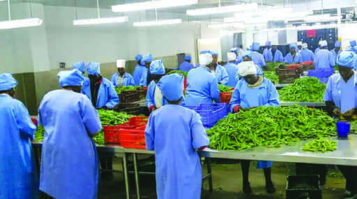 Nhimbe cilja na izvoz hortikulture v višini 80 milijonov USD