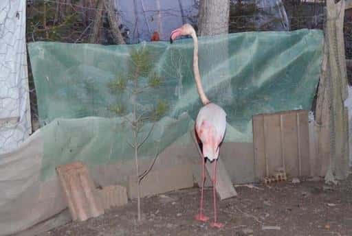 Flamingo je priletel iz Irana, sestreljen v Turčiji