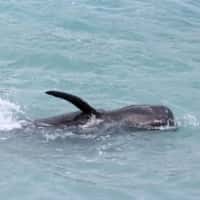 Veľryba na juhu Japonska uhynie napriek záchranným snahám