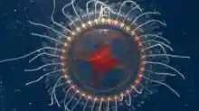 : V zalivu Monterey so znanstveniki v ZDA odkrili nove redke vrste kronskih meduz