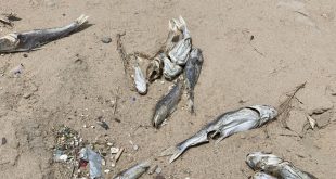 Кувейт - EPA и KISR объединяют усилия для предотвращения гибели рыб