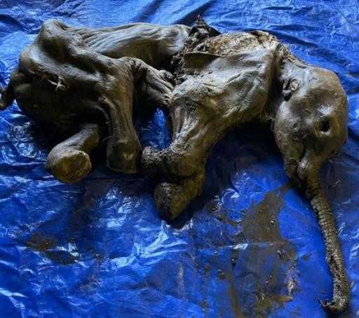 Канадские золотодобытчики нашли редкого мумифицированного детеныша шерстистого мамонта