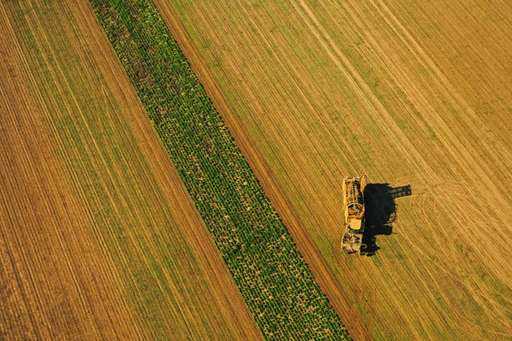 Hrvaška - To poletje pričakujejo milijon ton pšenice