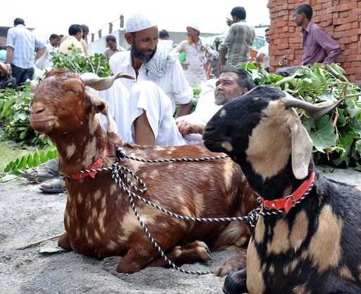 Paquistão - Ornamentos, forragem para animais de sacrifício atraem compradores