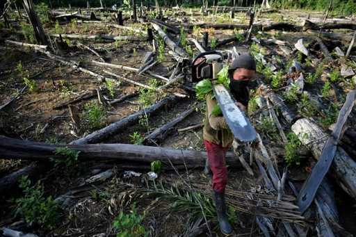 Kolumbiyanın meşələrin qırılması siyasəti uğursuzluğu yeni hökumət üçün başağrısıdır