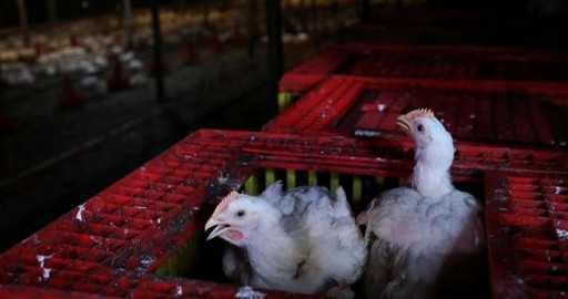 Malezijska prepoved izvoza piščancev naj bi se končala 31. avgusta: minister