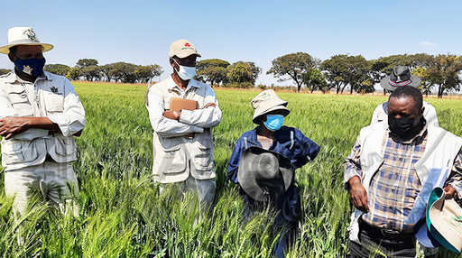 Зимбабве међу 8 највећих афричких земаља које производе пшеницу