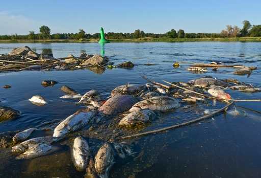Poljska preiskuje ekološko katastrofo rib ...