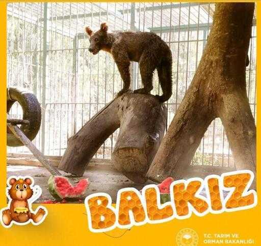 Turčija – žrtev norega medu, imenovana „Balkız“, izpuščena v naravo