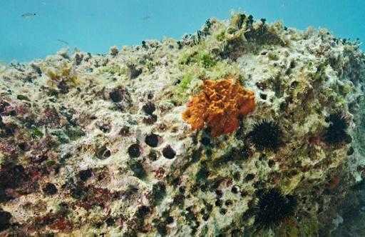 Krivolov datljevih školjk, ki so „statusni simbol“, ogroža italijanske obale
