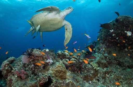 Casi todas las especies marinas podrían enfrentar la extinción por...
