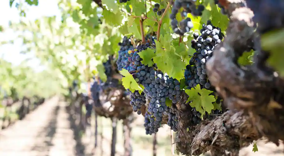 Der extreme Klimawandel erzwingt eine frühe Traubenernte in Frankreich, um die Weinindustrie zu beeinträchtigen