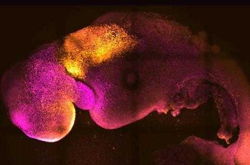 Вчені використовують стовбурові клітини для створення синтетичних ембріонів миші