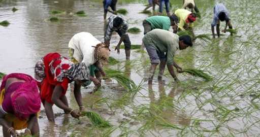 In India e in Cina, gli agricoltori sono preoccupati per la siccità e il caldo che minacciano la raccolta del riso
