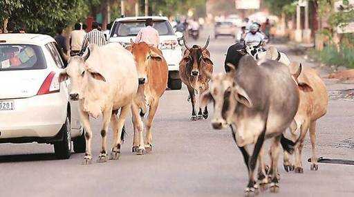 Индия - Губернаторът изпраща обратно Бил за едър рогат добитък на правителството на Гуджарат ден след Maldhari mahapanchayat
