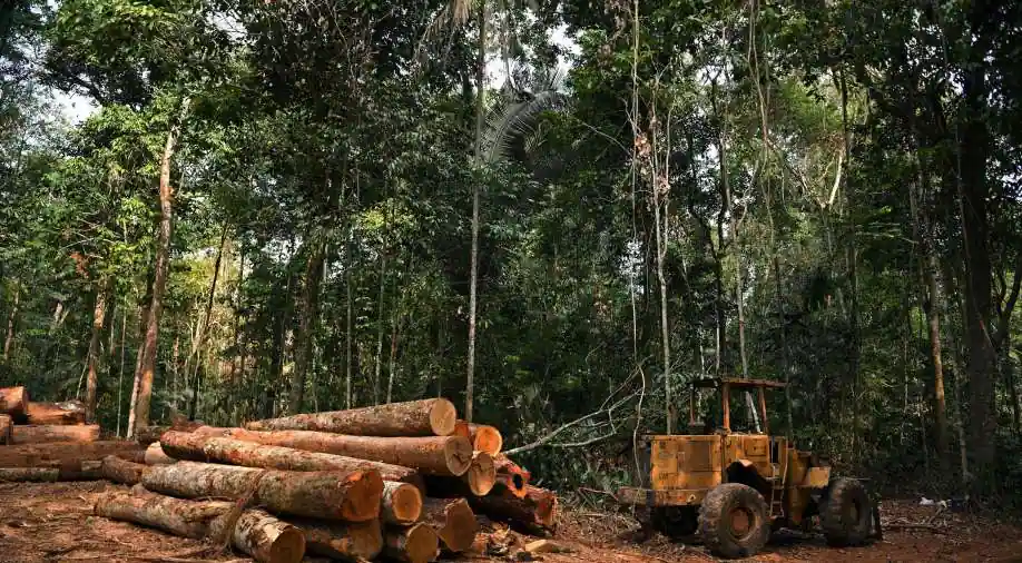 Üç böyük mərkəzi bank Braziliyanın Amazon meşəsinin qırılmasını maliyyələşdirir: Hesabat