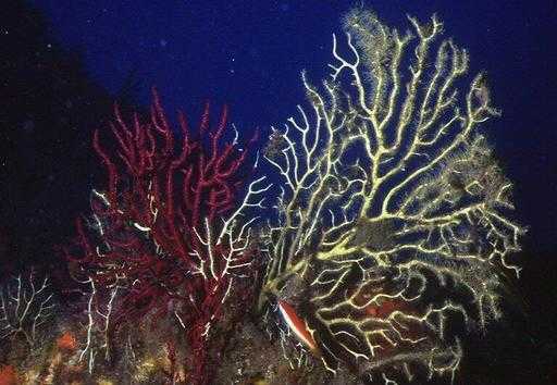 Unterwasserhitze „Inferno“ verwüstet Mittelmeerkorallen