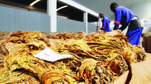 Bönder tjänar 589 miljoner USD, eftersom 208 miljoner kg sålt tobak