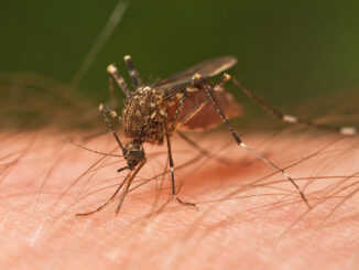 Пакистан продължава да е свидетел на нарастване на случаите на треска от денга