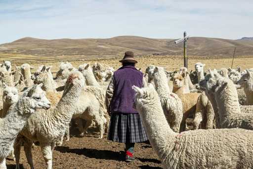 Droogte in Peru Andes blijkt dodelijk voor alpaca's, aardappelgewassen