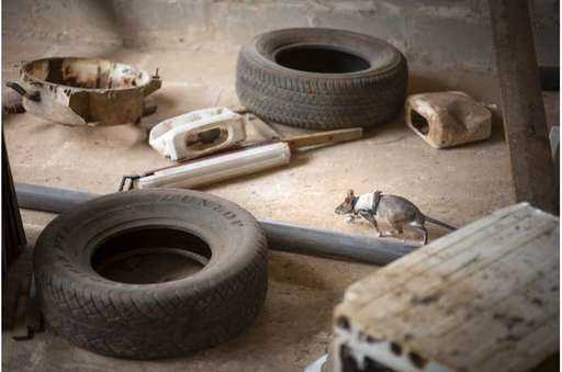 Rats with backpacks began to be trained to rescue people from the rubble