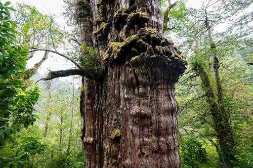 Gezegenin sırlarını açığa çıkarabilen dünyanın 'en yaşlı' ağacı
