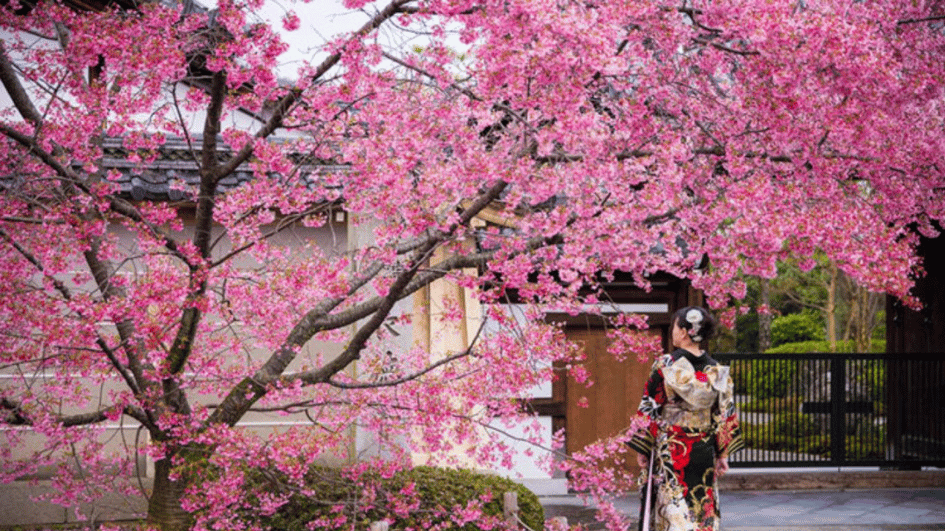 Festival Sakura na Universidade Sabanci
