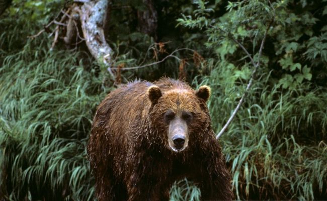 Amerikaner flög för att döda ryska björnar – de greps i Kamchatka